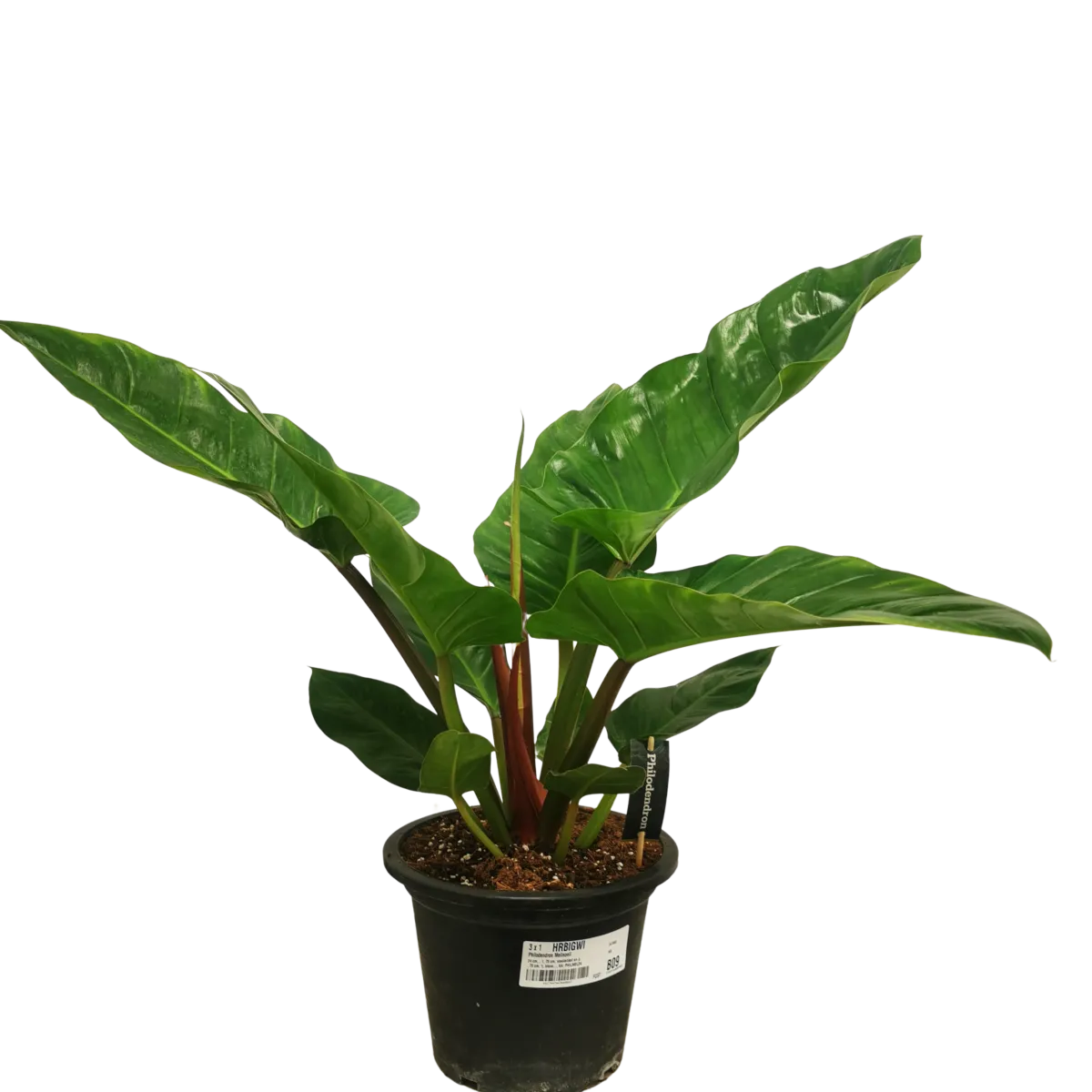 PHILODENDRON “Melinonii” - Brestovac