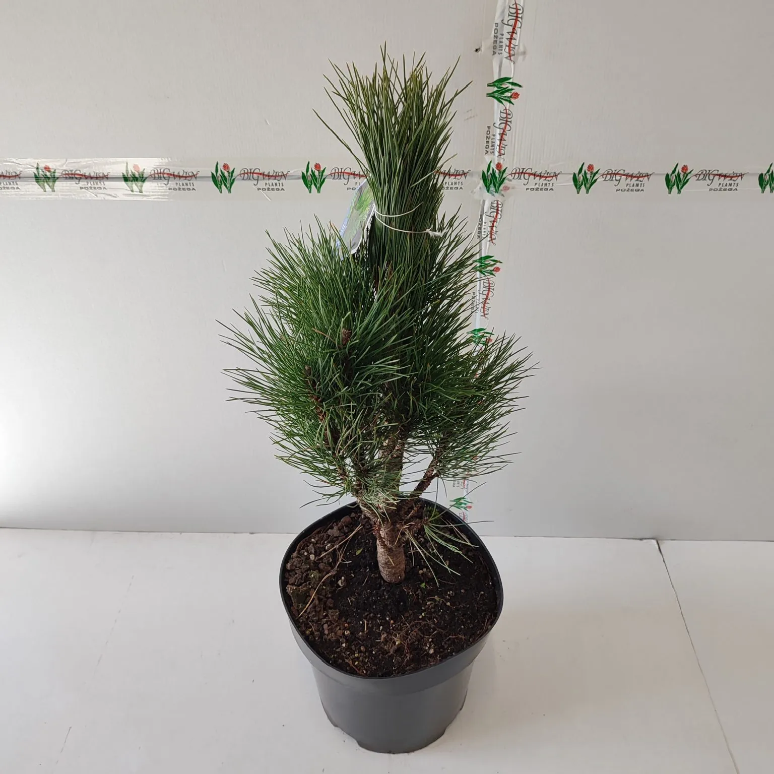 pinus nigra “green tower” - slika 2