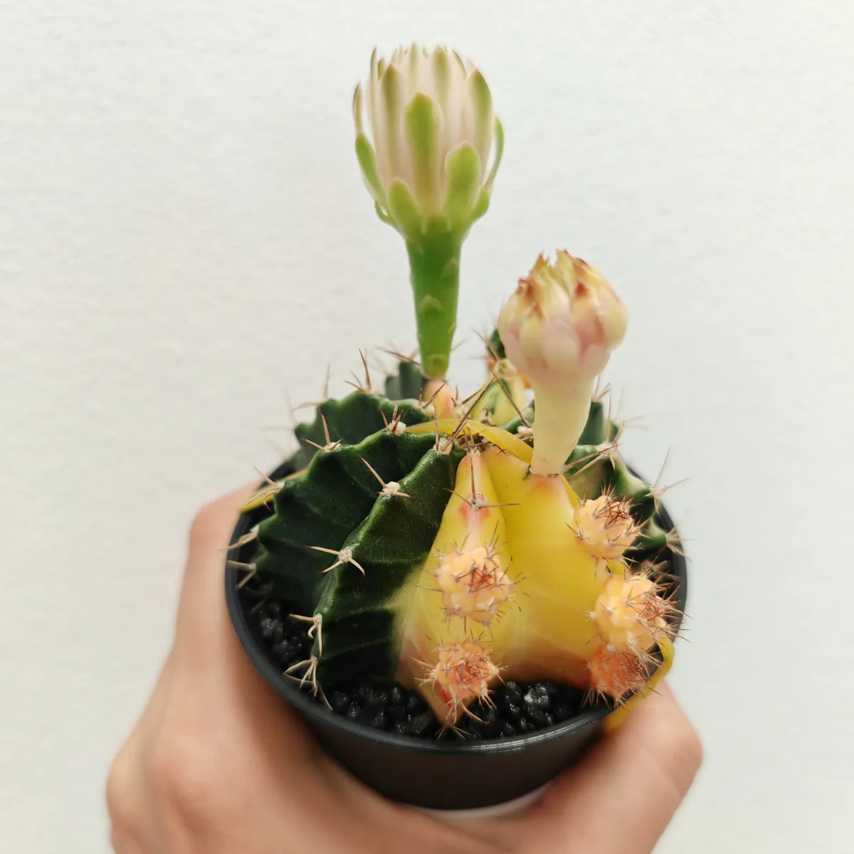 gymnocalycium mix variegata gm - slika 5