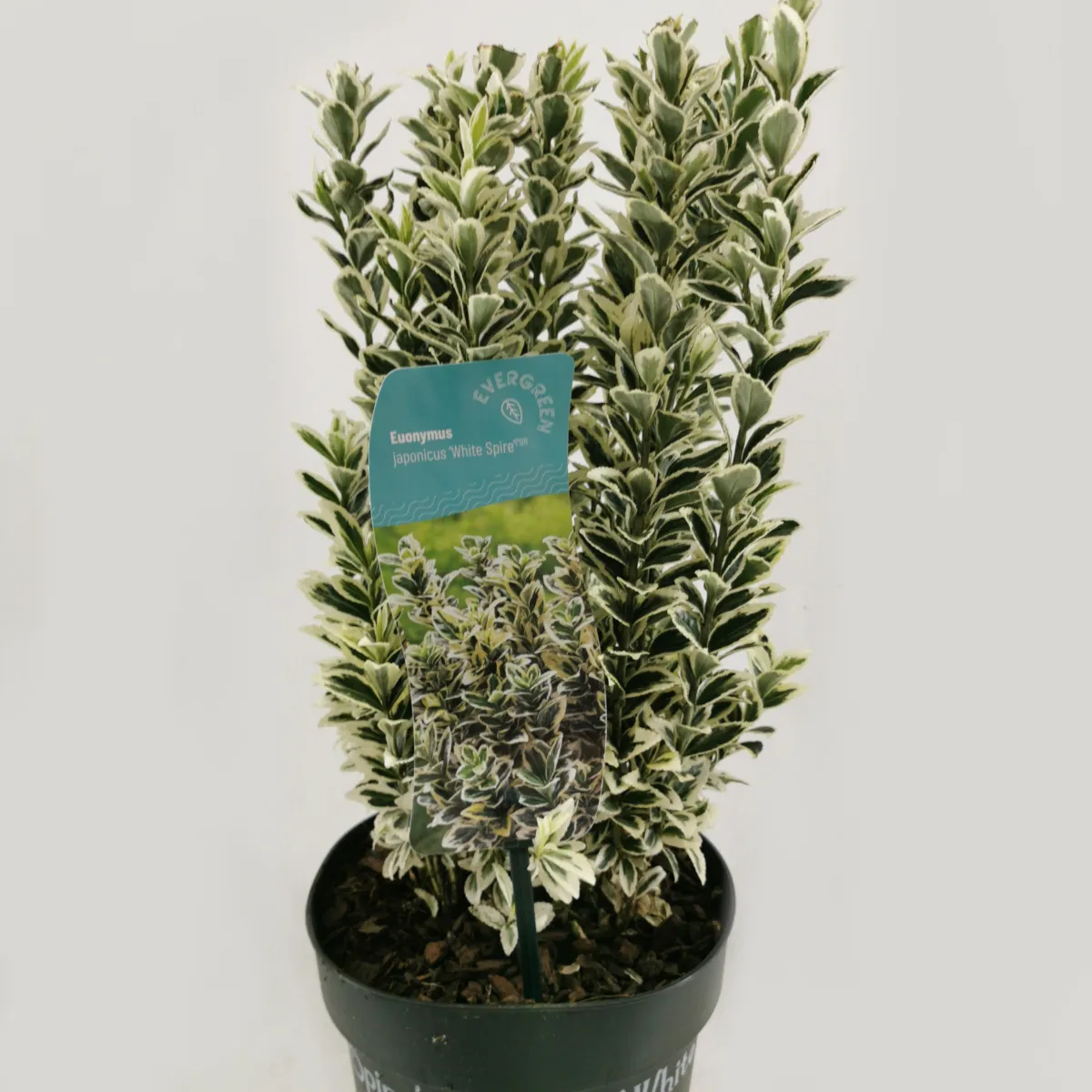 euonymus jap. “white spire” - slika 6