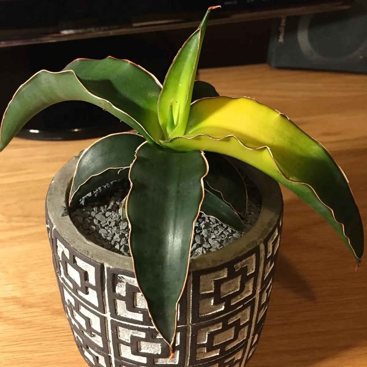 sansevieria cyl.” star canary” - slika 3