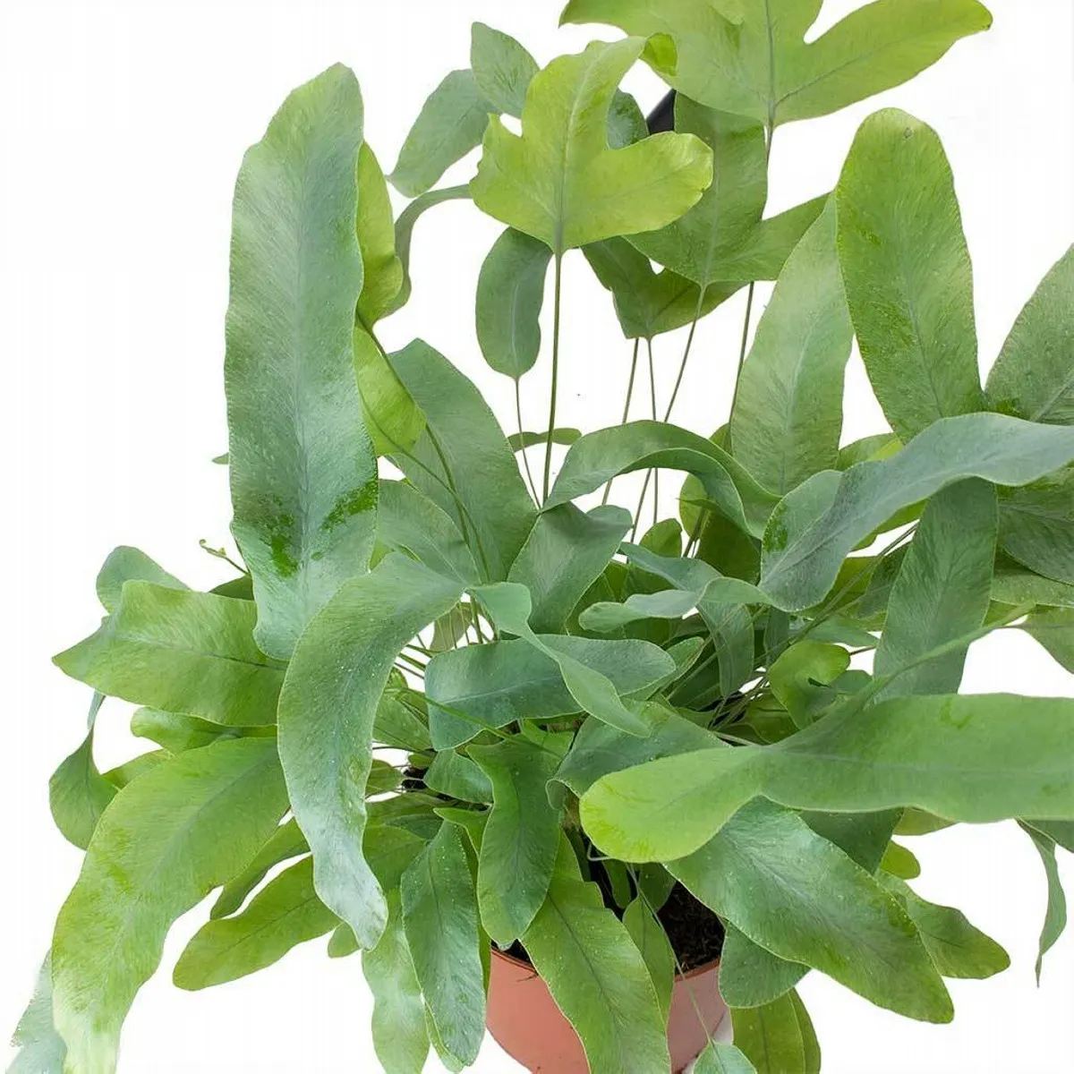 phlebodium aur “blue star” - slika 3
