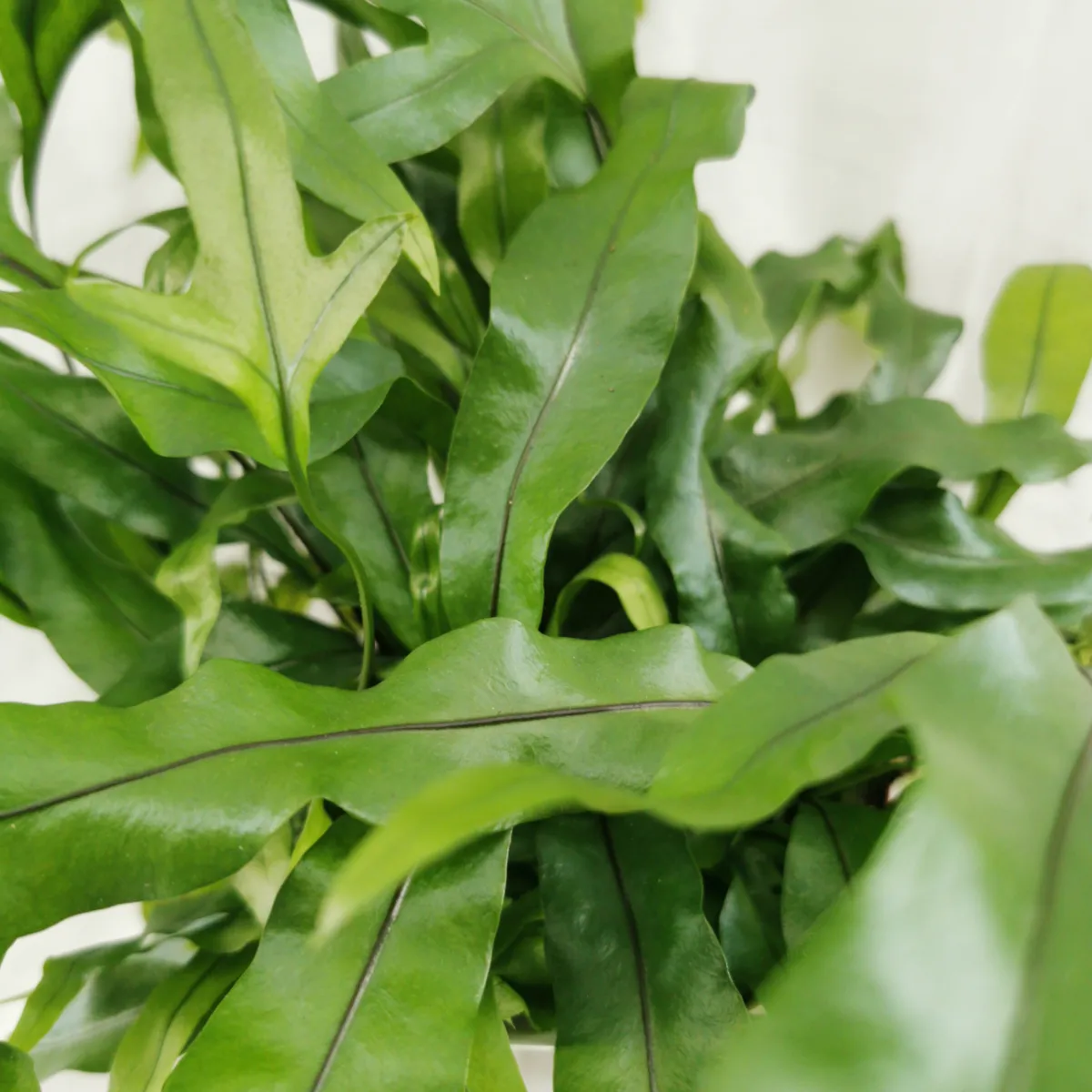 microsorum diversifolium na vulkanskom kamenu - slika 3