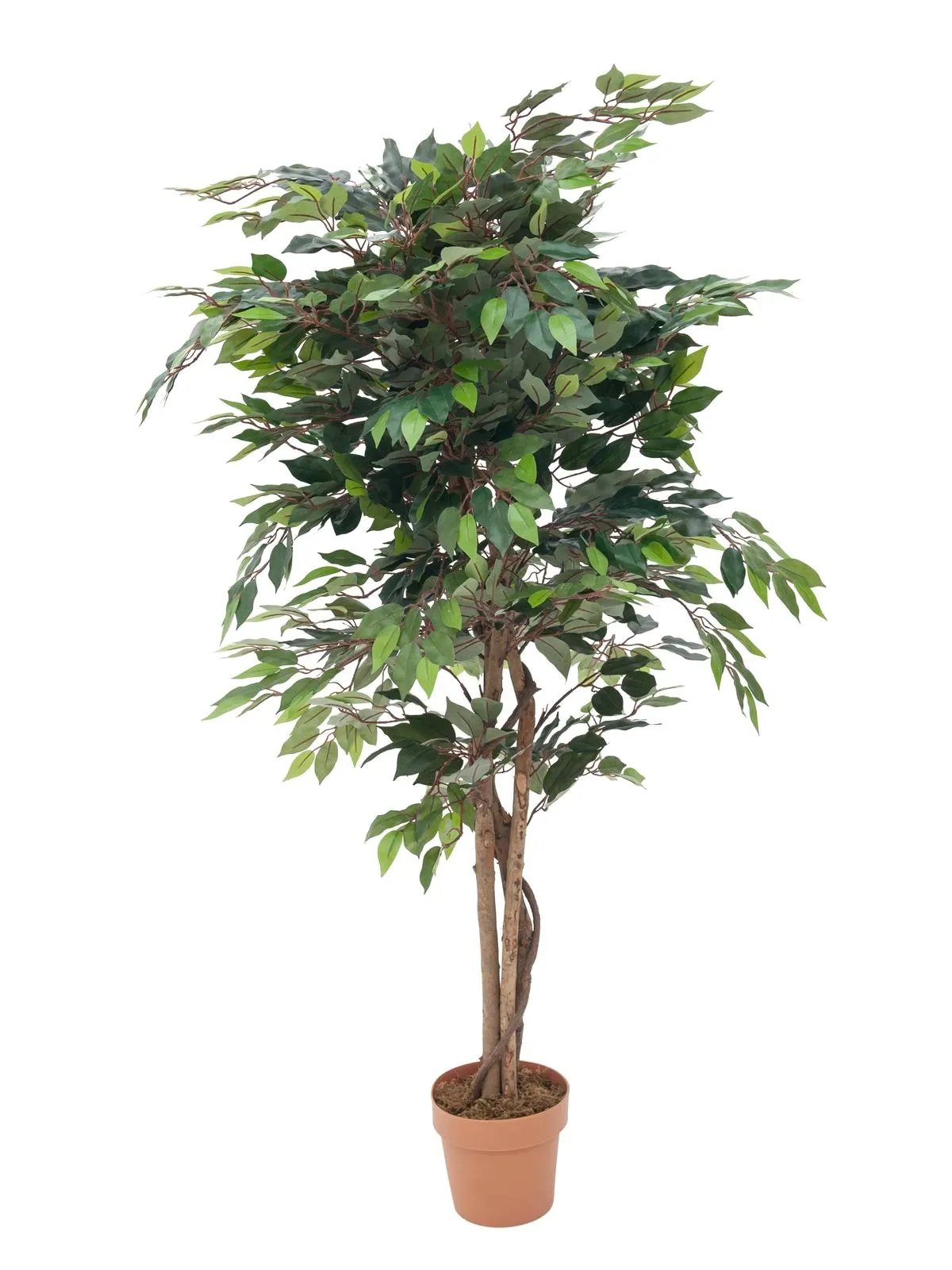 EUROPALMS Ficus with dense crown, 180cm - Križevci