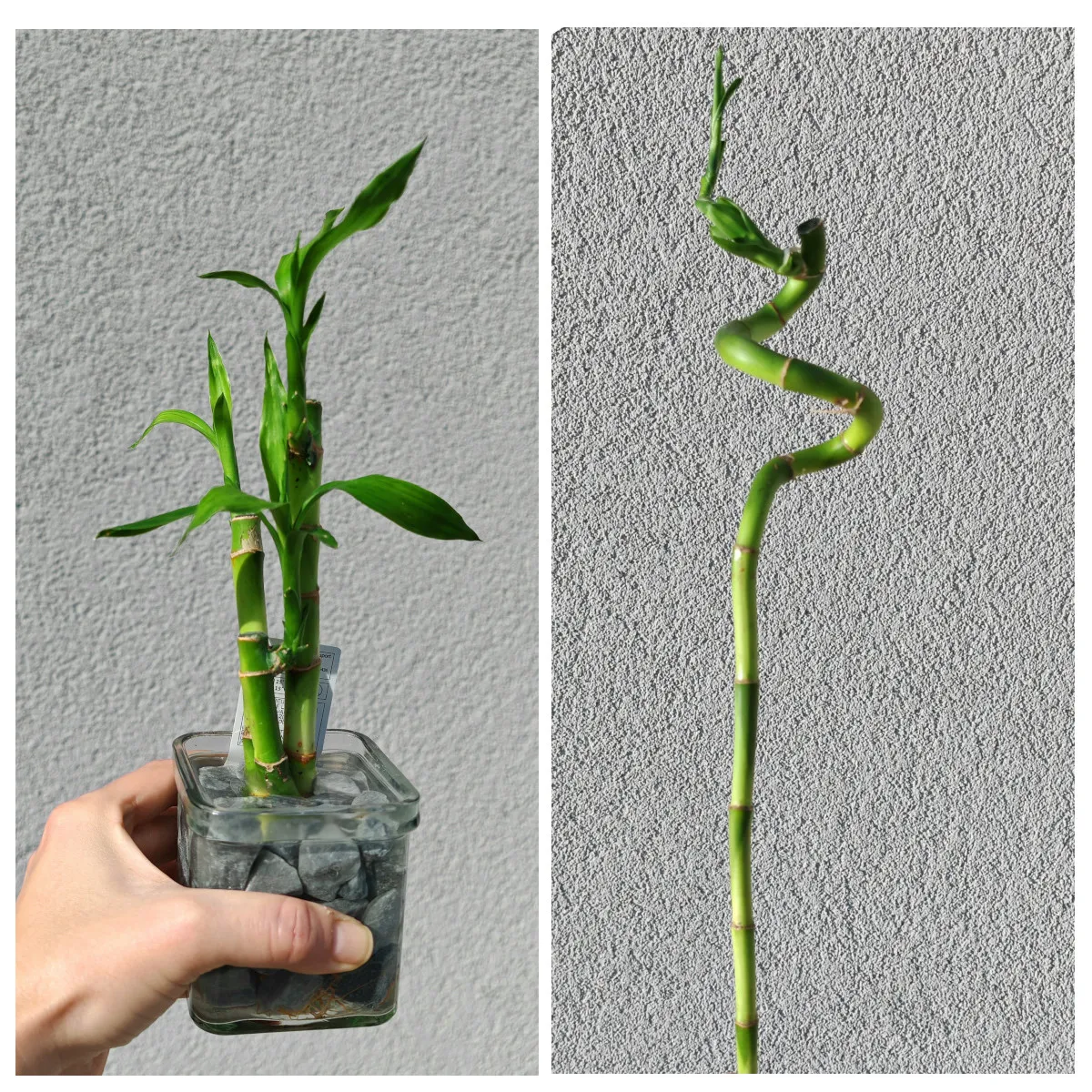 Lucky Bamboo - Brestovac