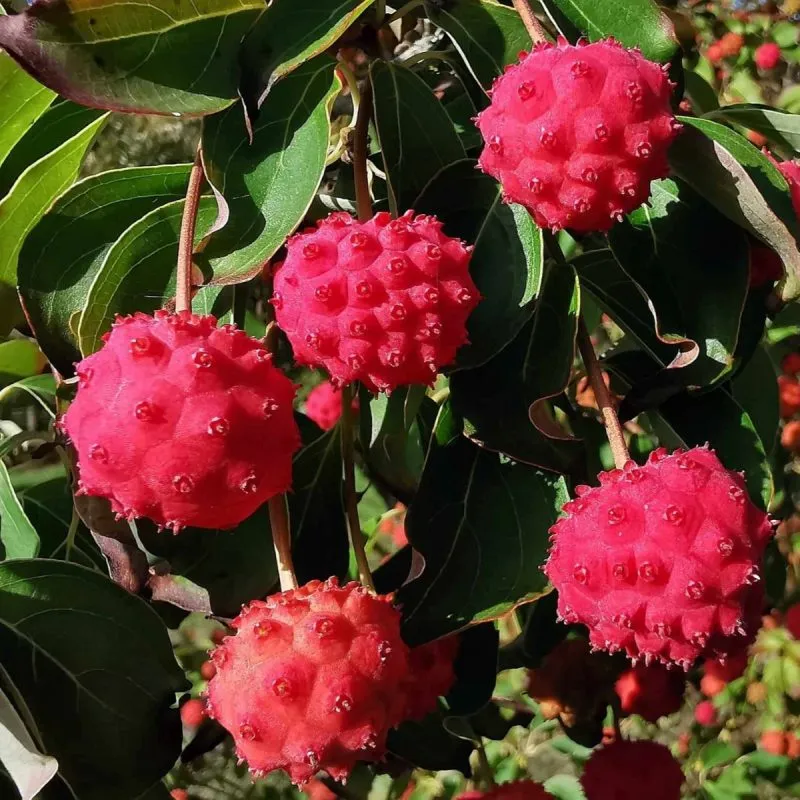 cornus kousa chinensis - slika 2