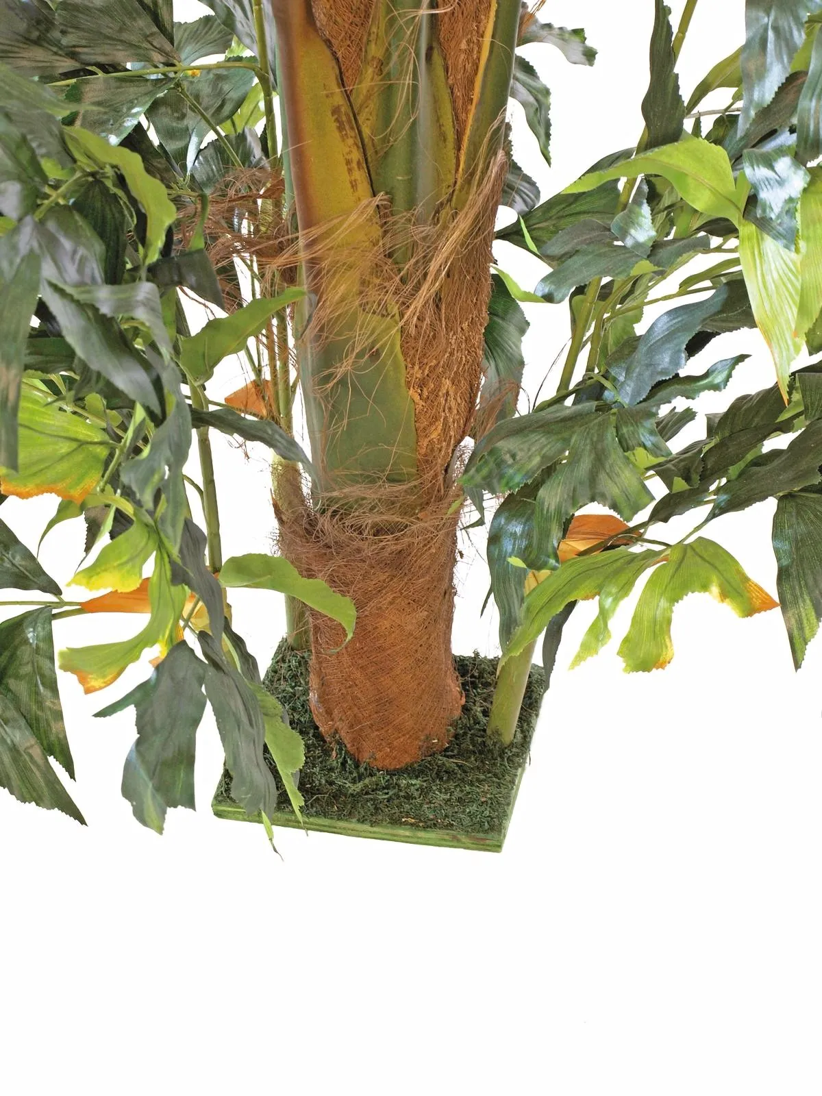 europalms fishtail bush, 305cm - slika 3