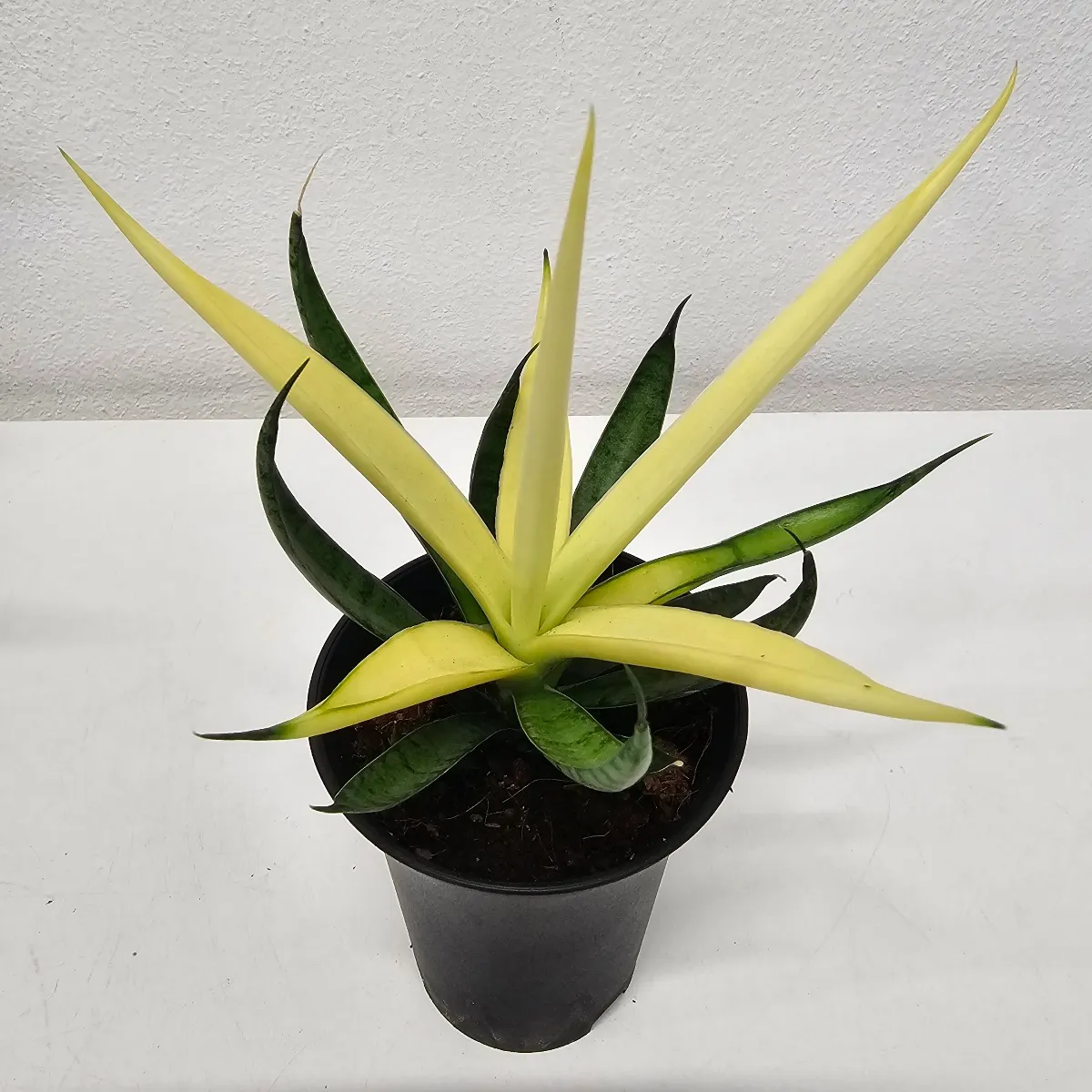 SANSEVIERIA “Comet Chrysanta Lemon” - Brestovac