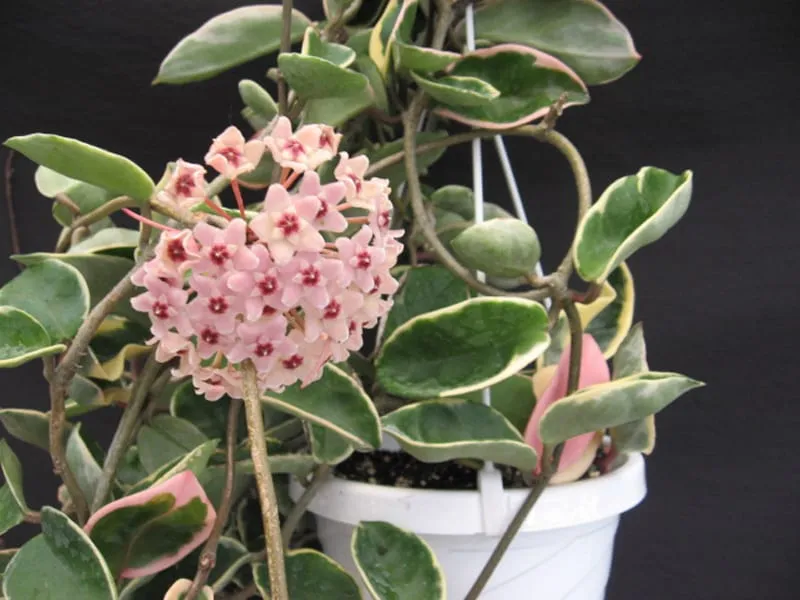 hoya” krimson queen” - slika 2