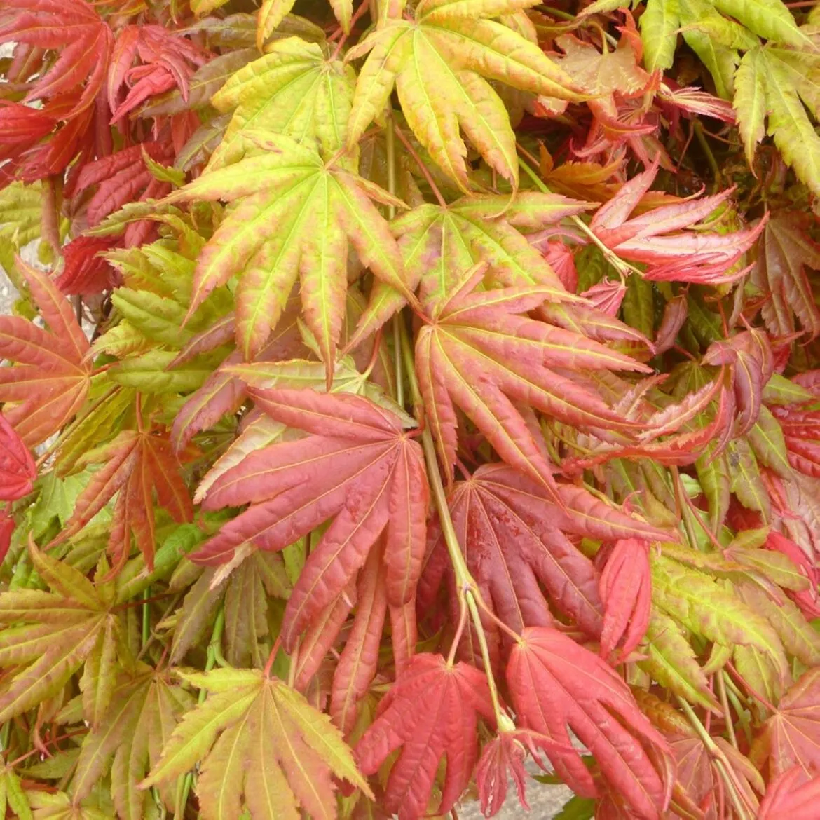 acer shir. moonrise - slika 2