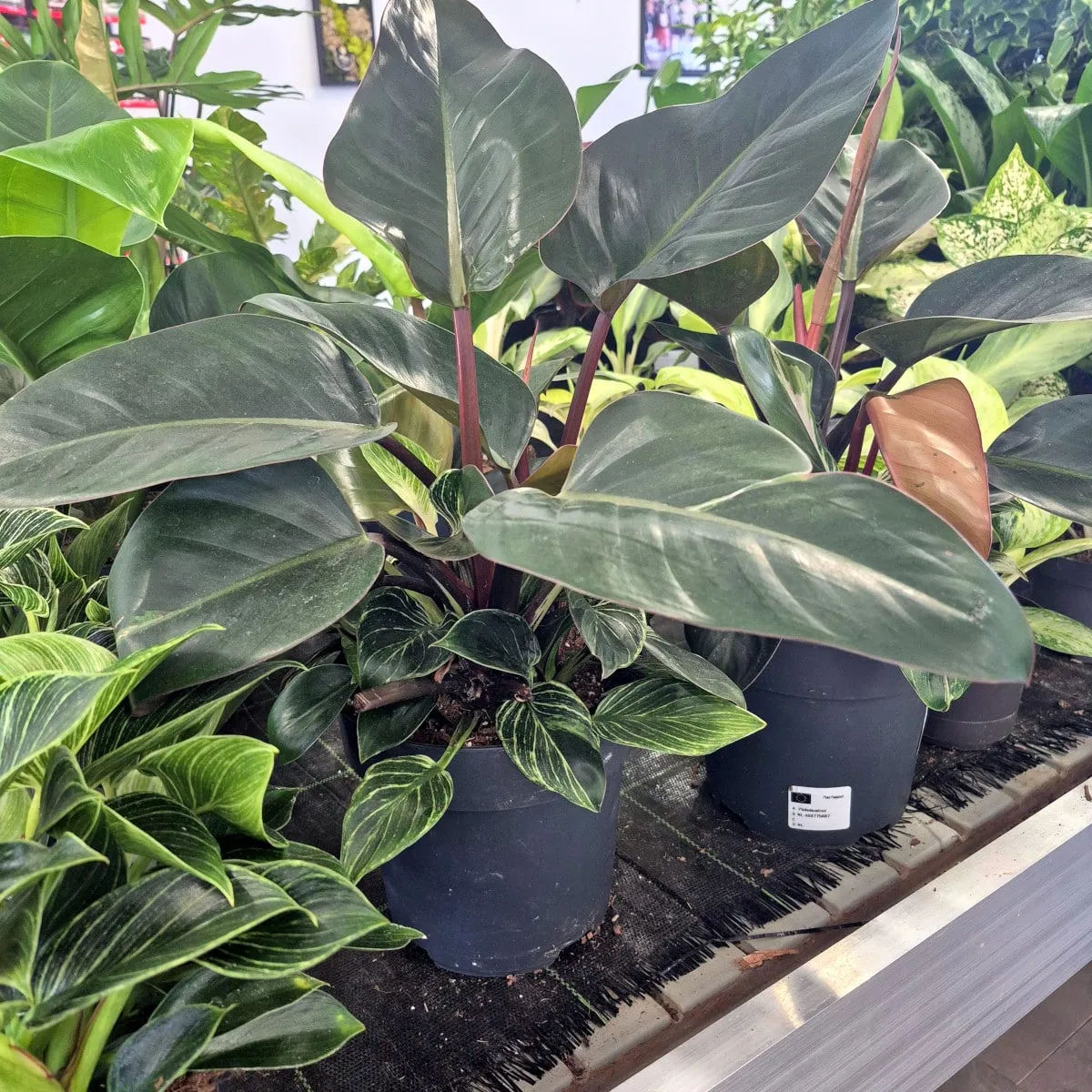 philodendron “imperial red” - slika 3