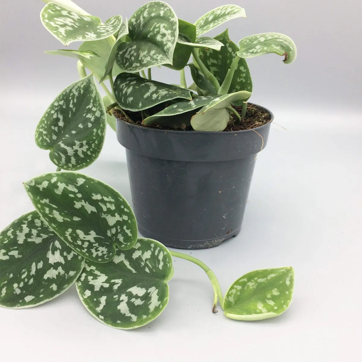 scindapsus pictus “argyraeus” - slika 4