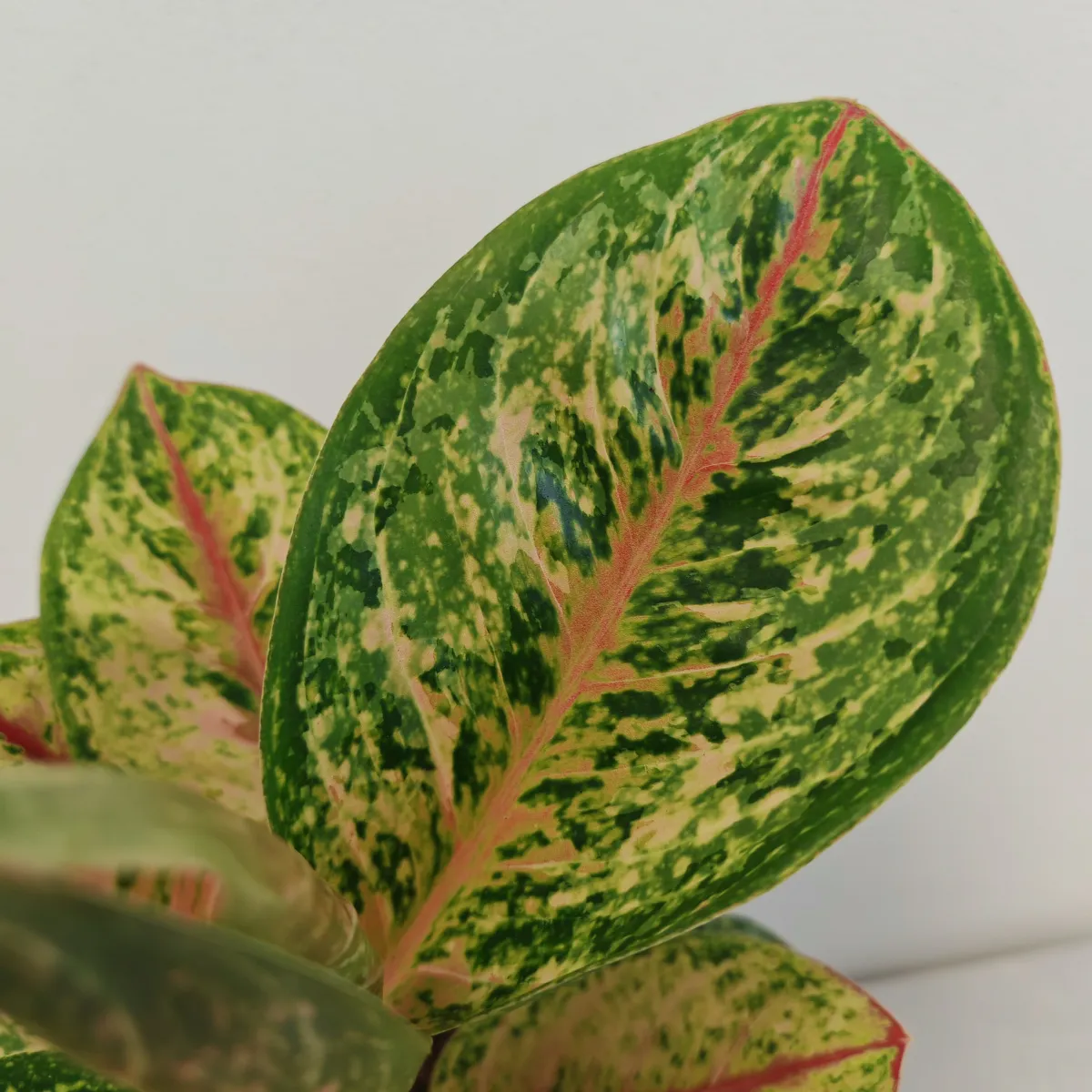 aglaonema “painted celebration” - slika 3
