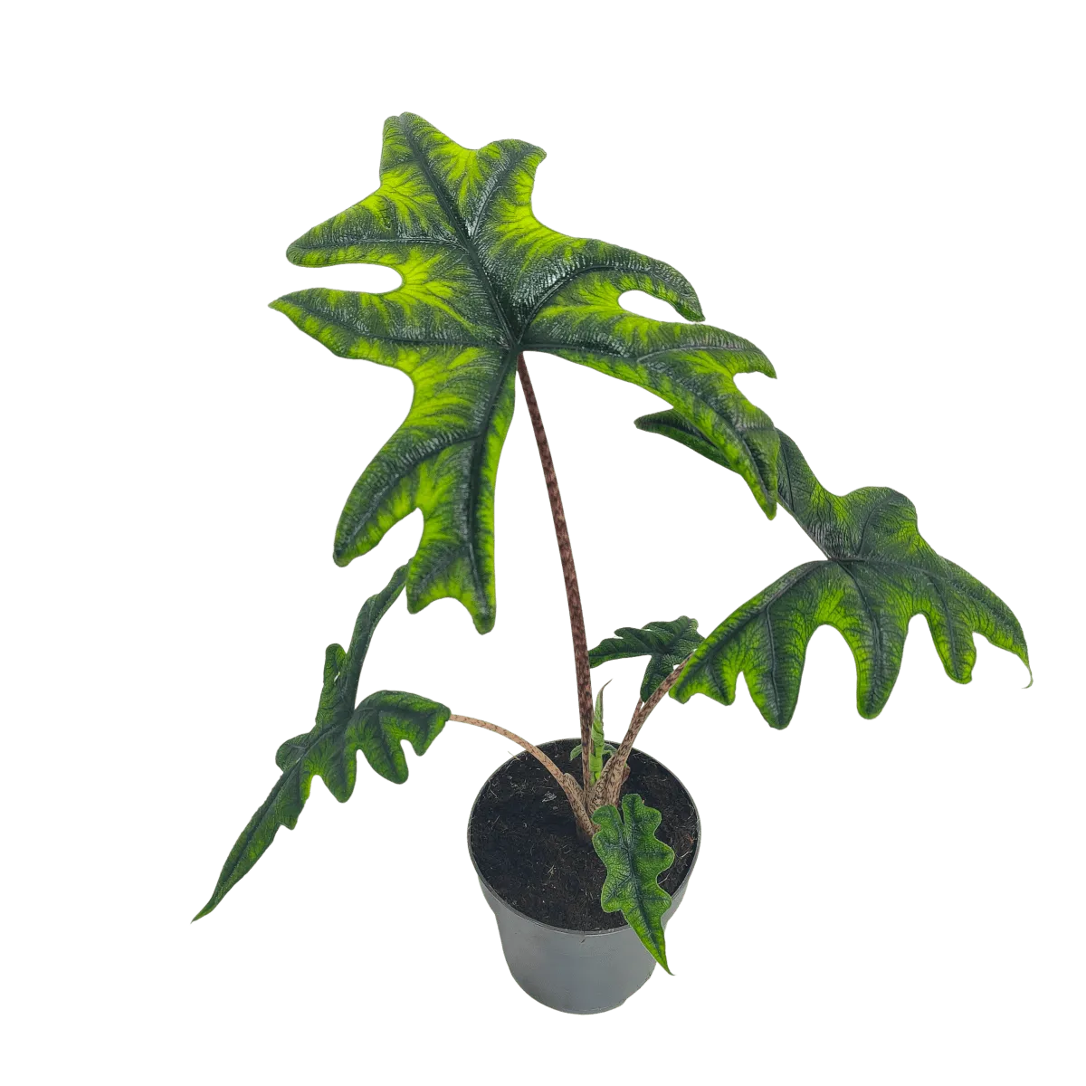 alocasia “jacklyn” - slika 8