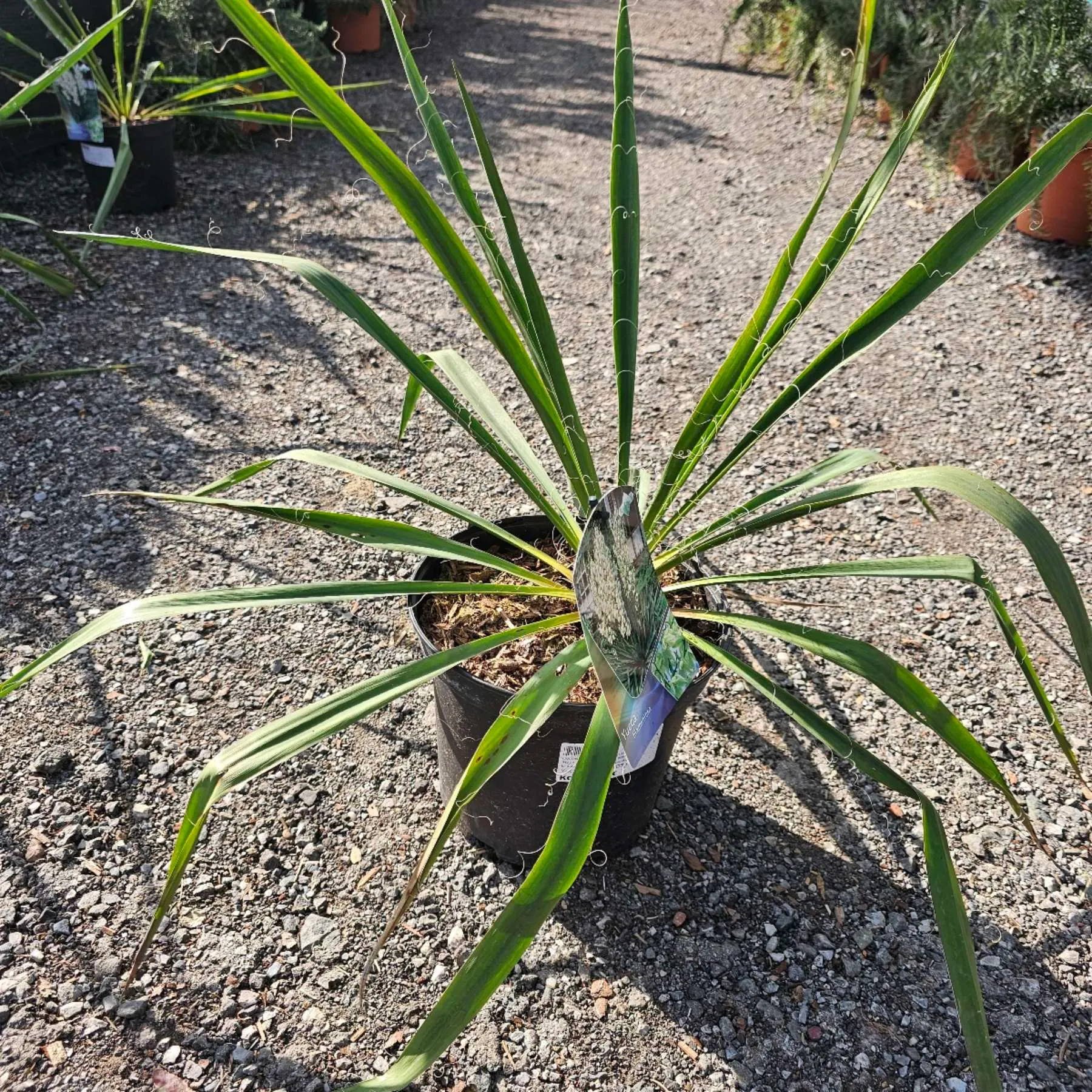 yucca filamentosa - slika 3