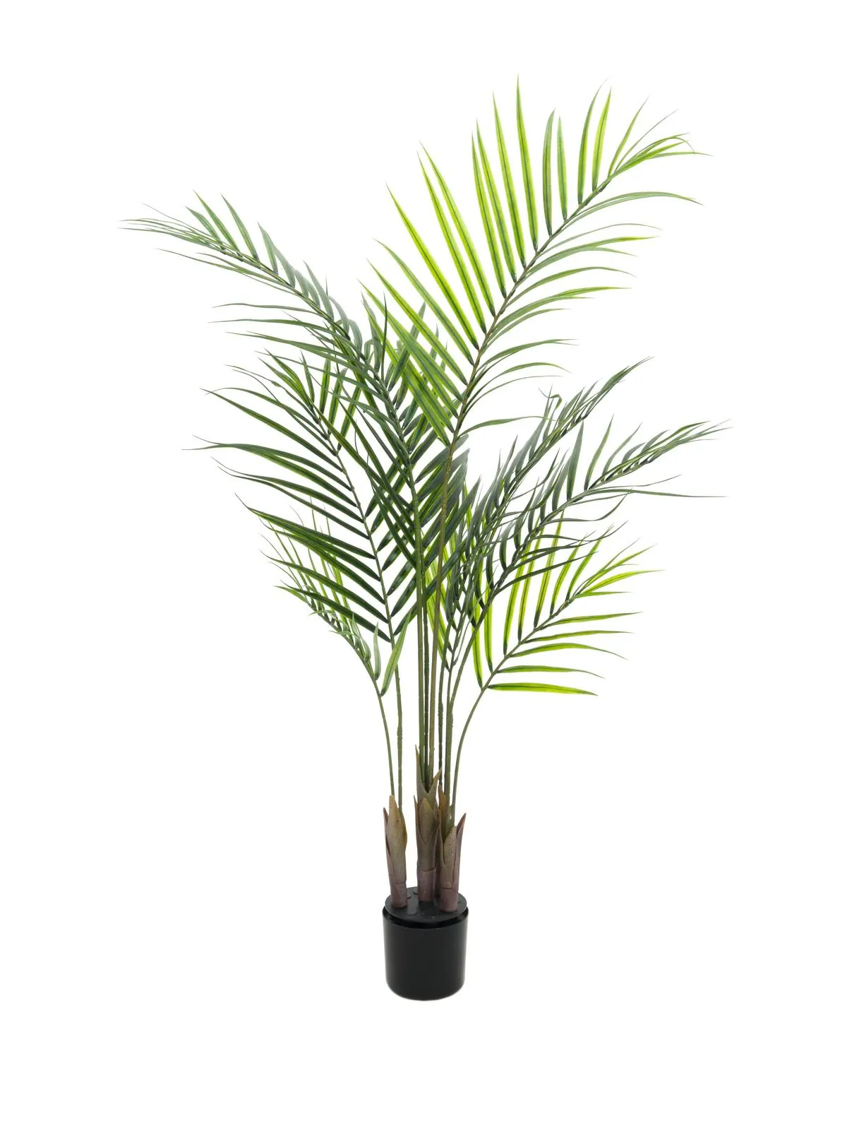 EUROPALMS Areca palm with big leaves, 125cm - Križevci