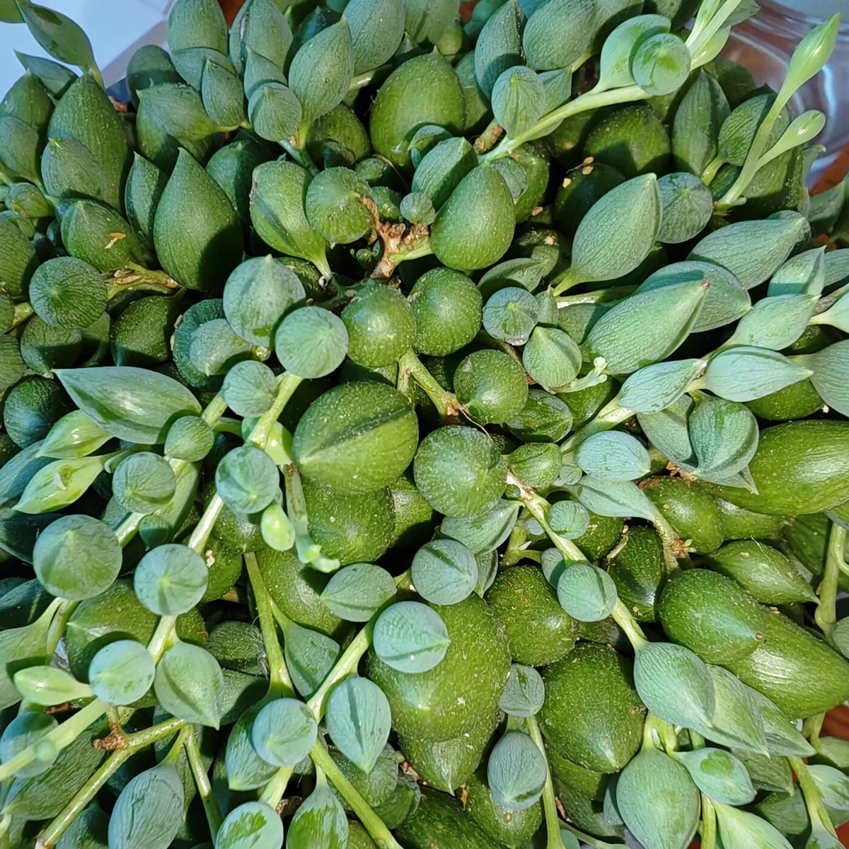 senecio herreianus - slika 3
