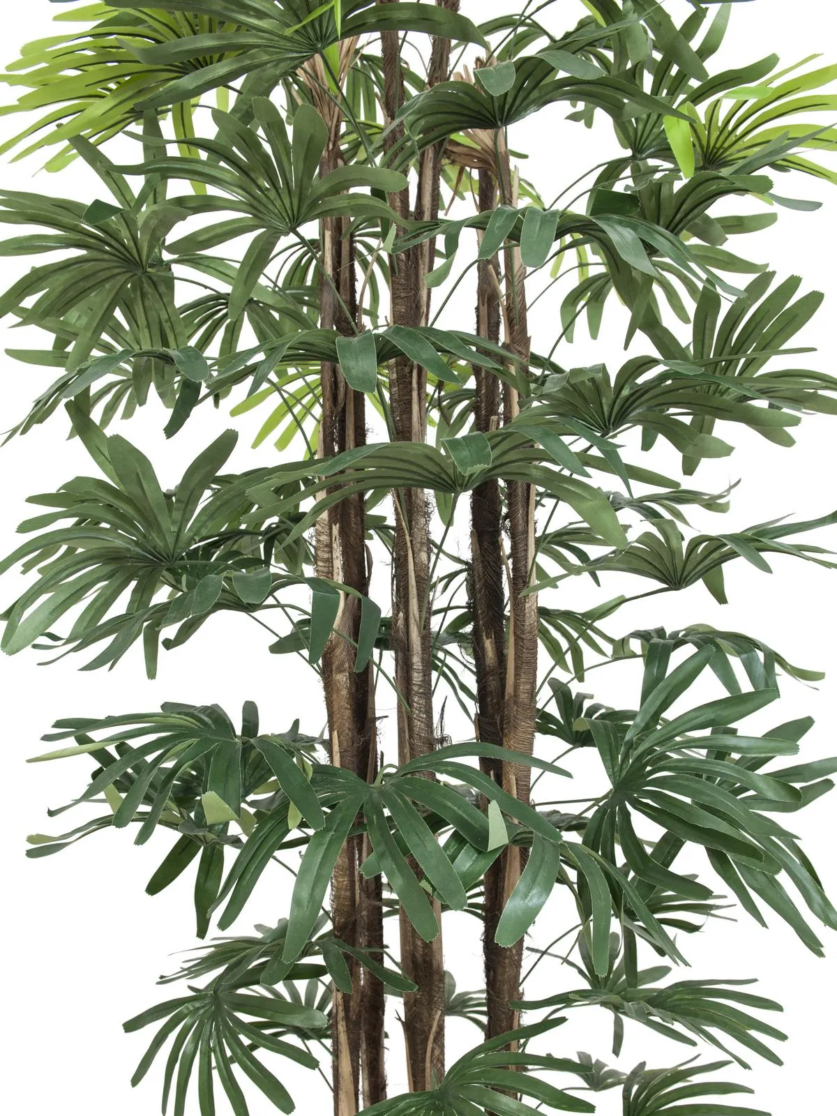 europalms raphis palm tree, 180cm - slika 2