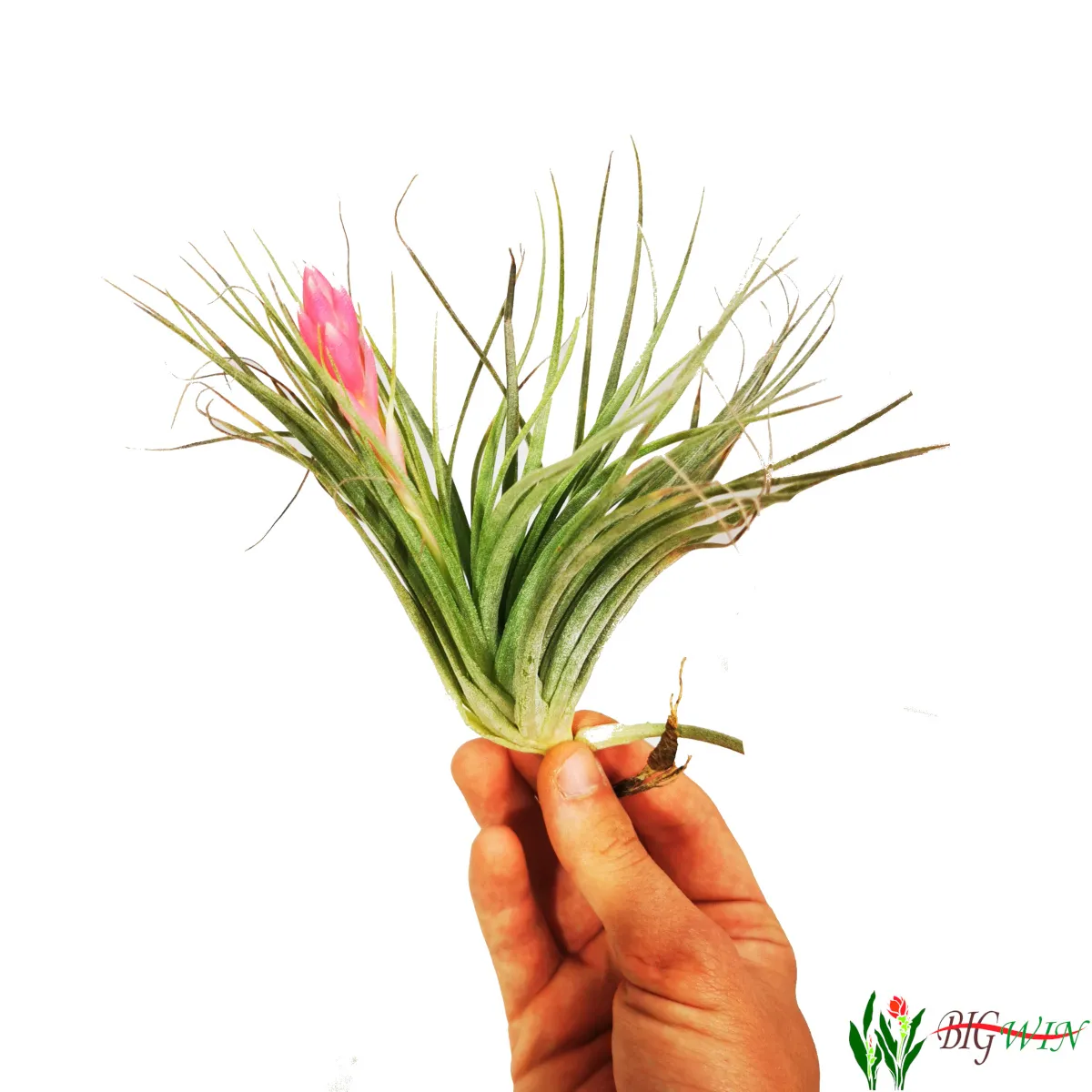 tillandsia ionantha/zračna biljka - slika 7