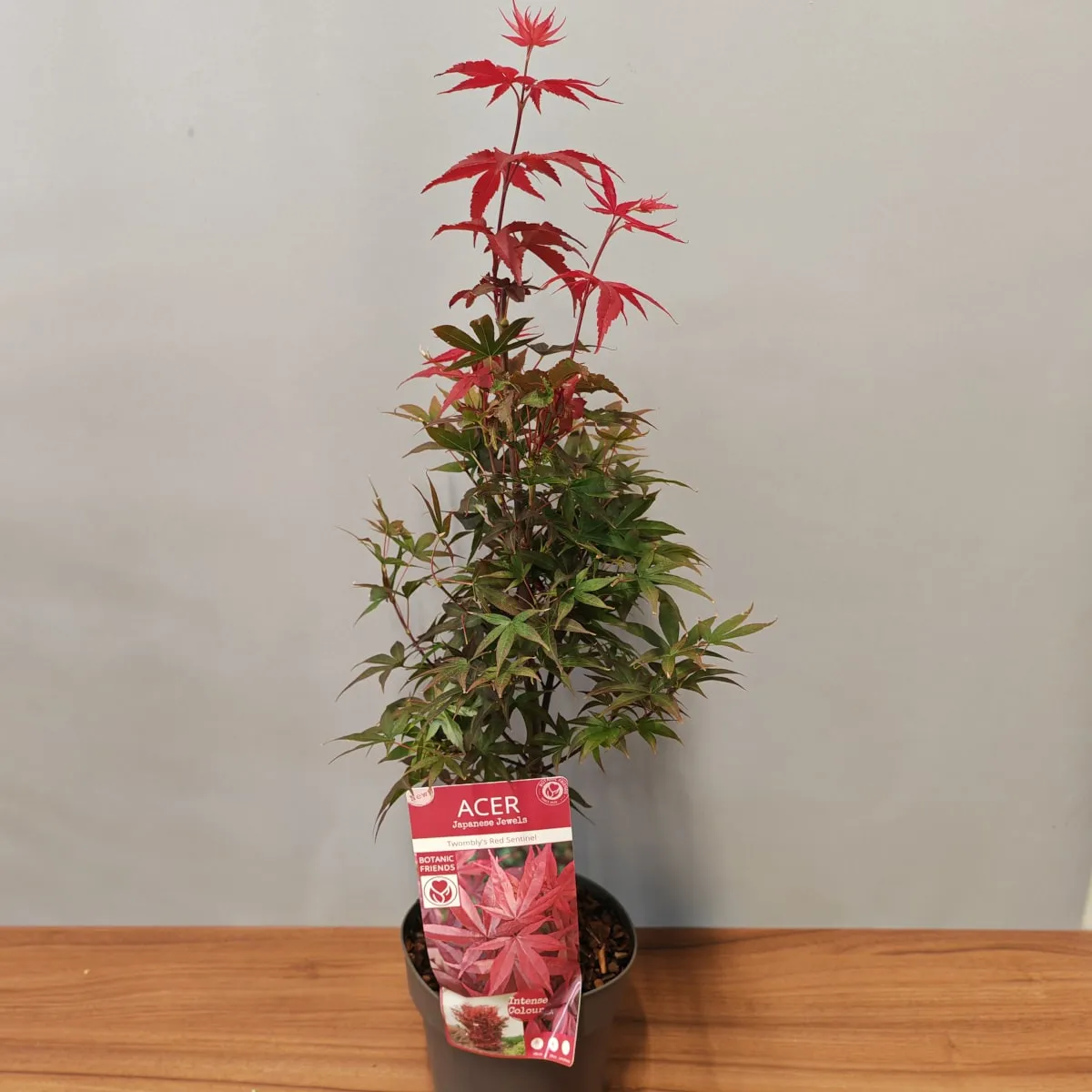 acer pal. “twombly’s red sentinel” - slika 2