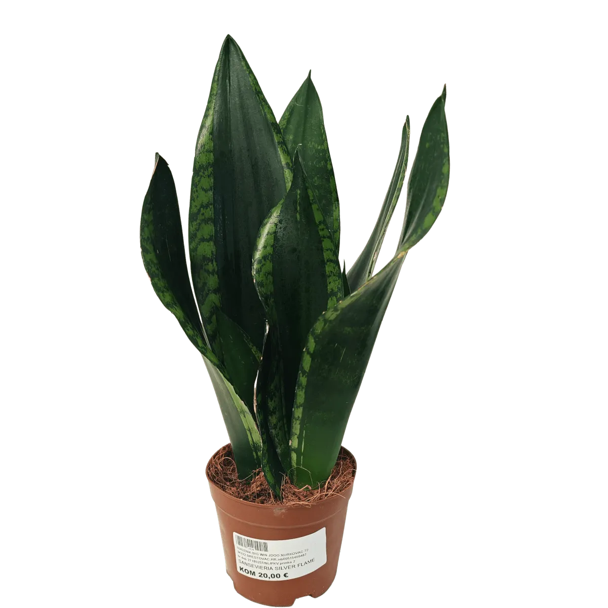 sansevieria “silver flame” - slika 3