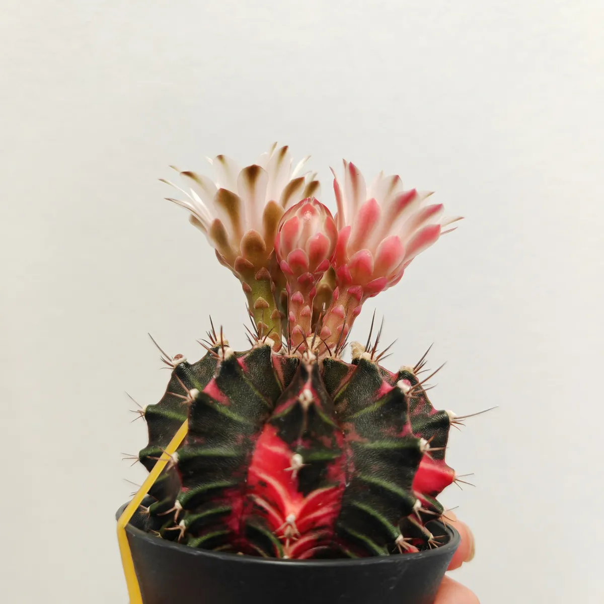 gymnocalycium mix variegata gm - slika 6