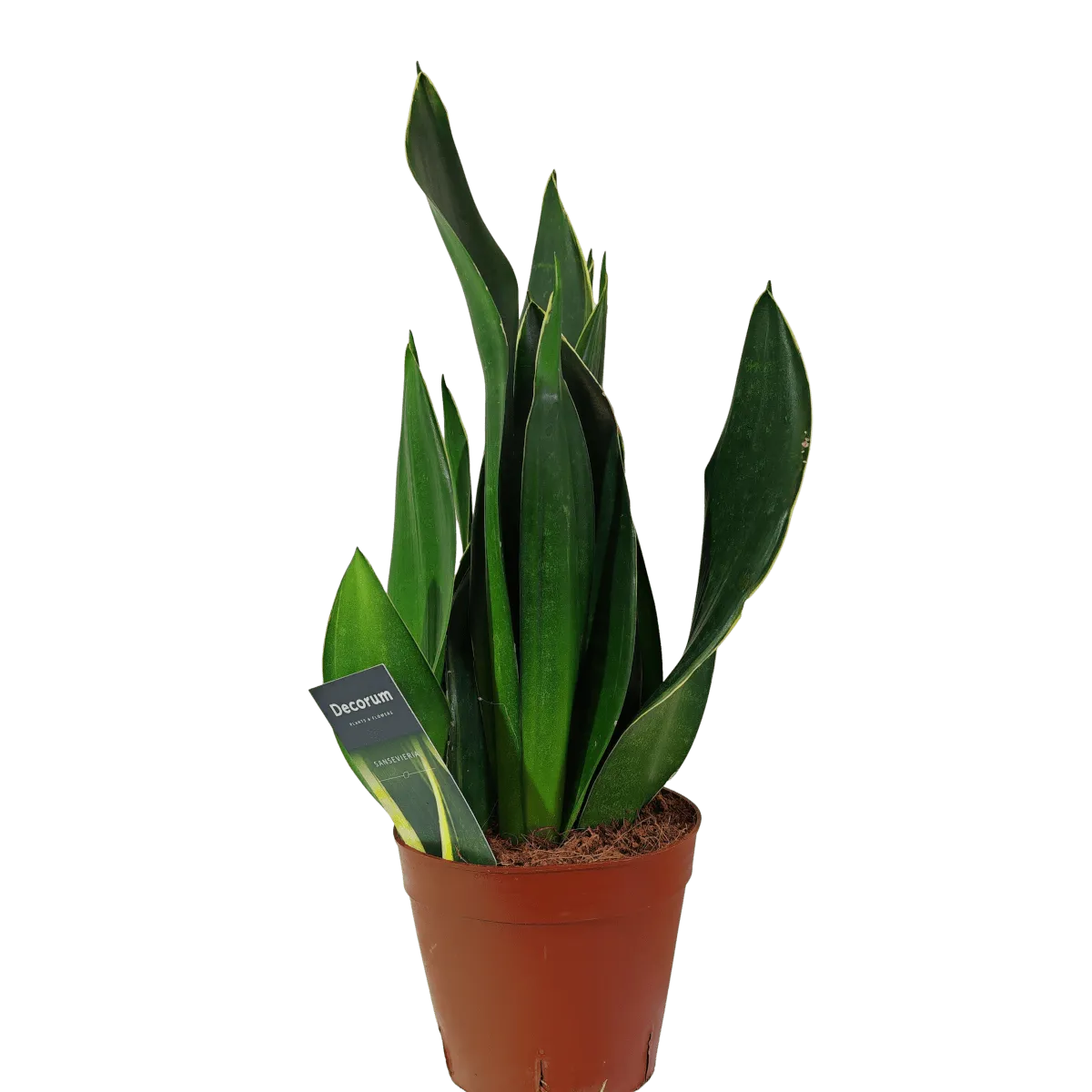 SANSEVIERIA TRIF “Black Diamond” - Brestovac