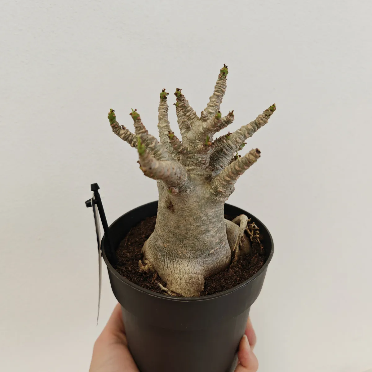 adenium “ansu baobab” - slika 3