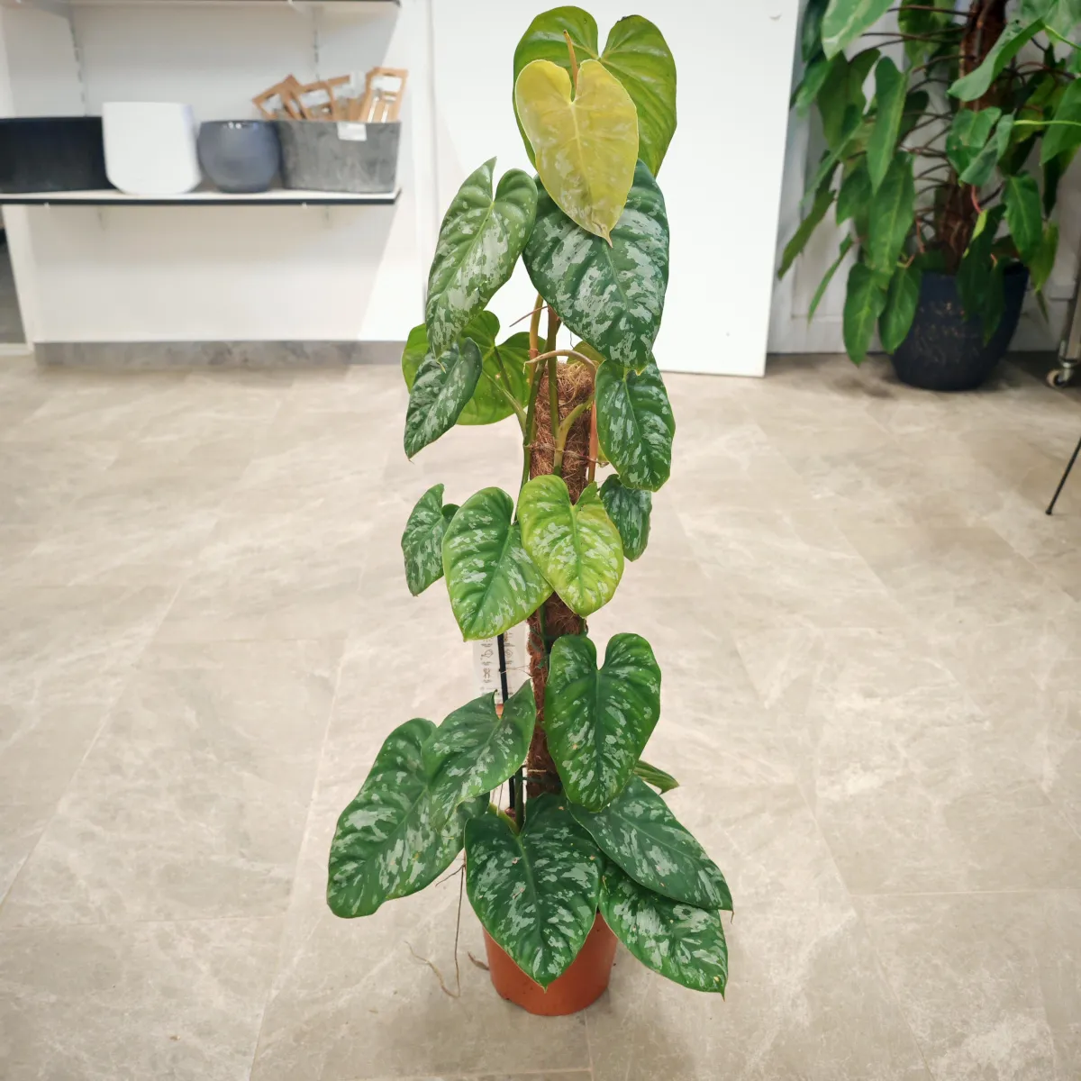 philodendron “brandtianum” moss - slika 2