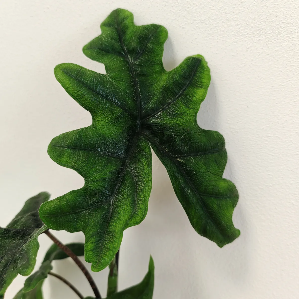 alocasia “jacklyn” - slika 3