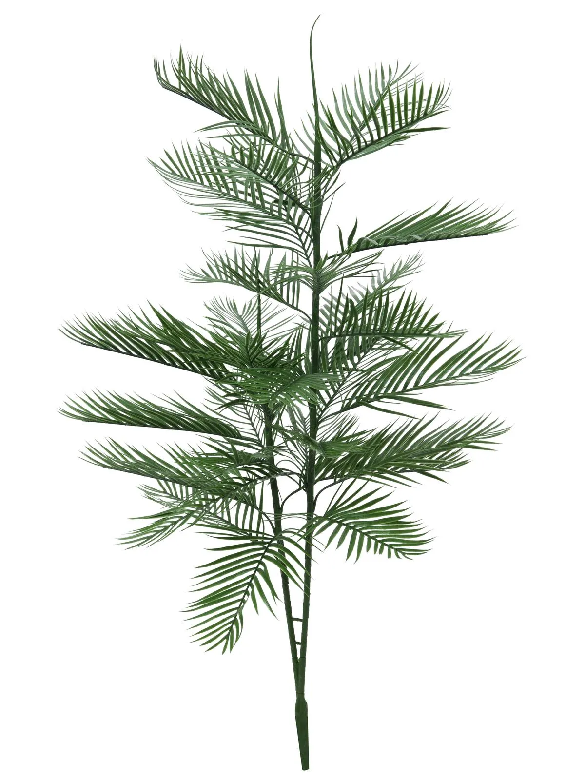 EUROPALMS Kentia palm tree, 150cm - Križevci