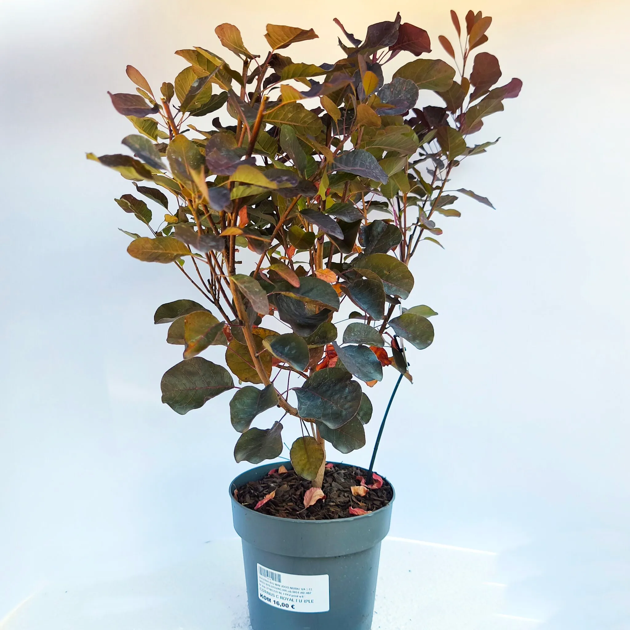 cotinus cog “royal purple” - slika 4