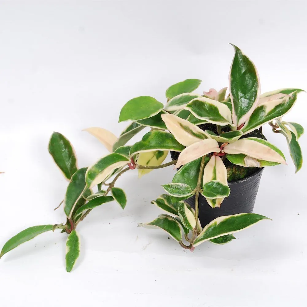 HOYA CARNOSA “Albomarginata” - Brestovac