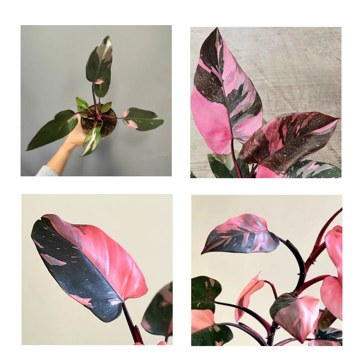 PHILODENDRON “Pink Princess” - Brestovac