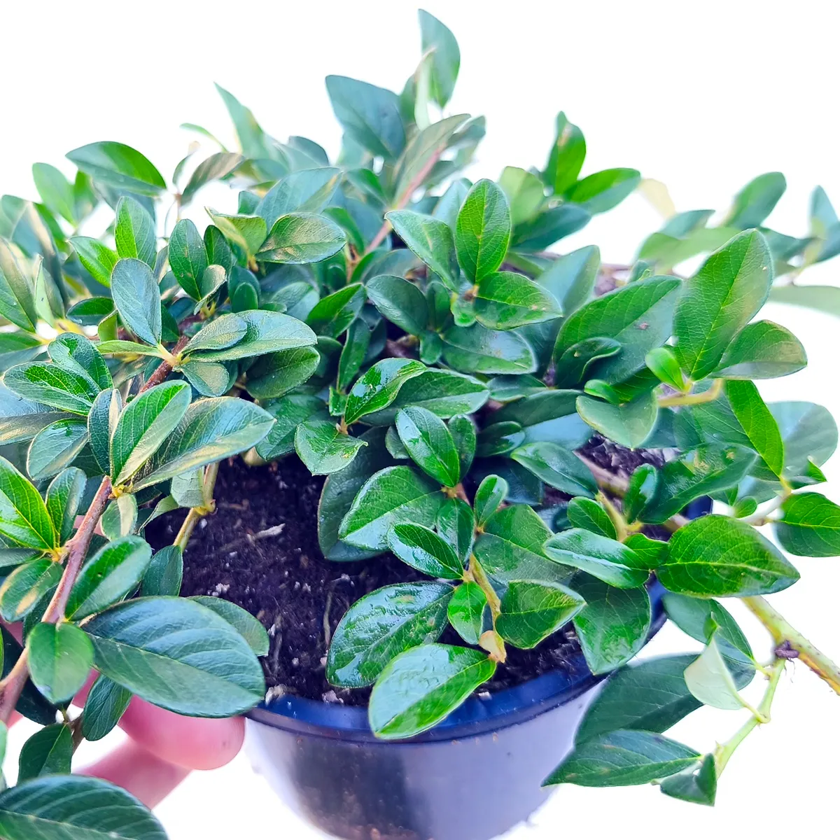 cotoneaster dammeri - slika 3