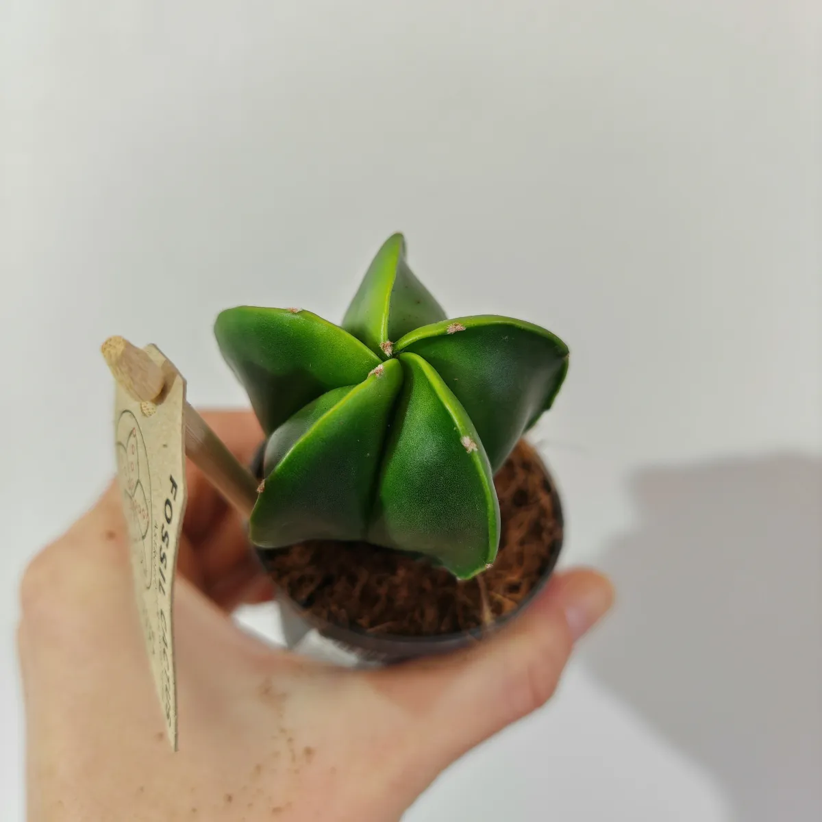astrophytum myriostigma - slika 3