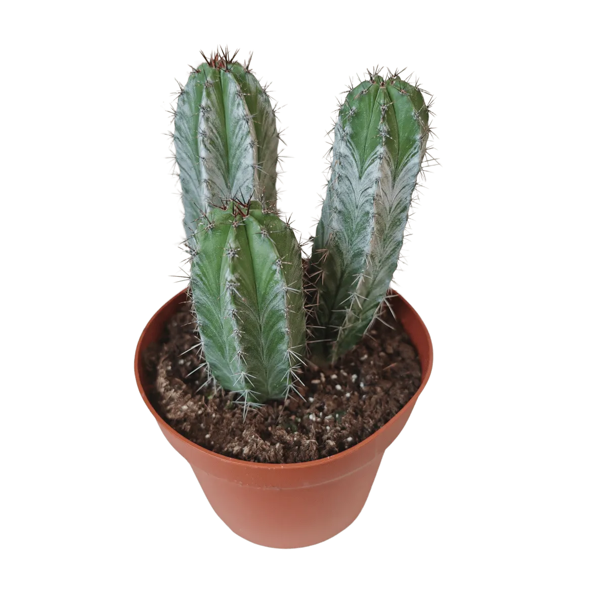 cactus mix - slika 3