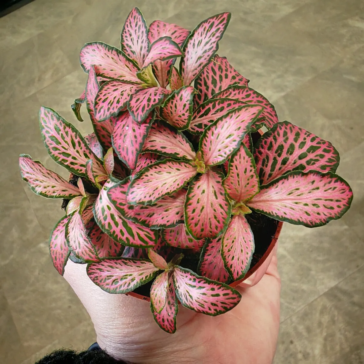 fittonia verschaffeltii - slika 4