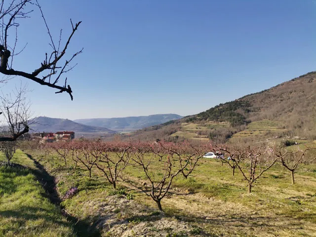 građevinsko zemljište 3306m2 sa pogledom na motovun - slika 4