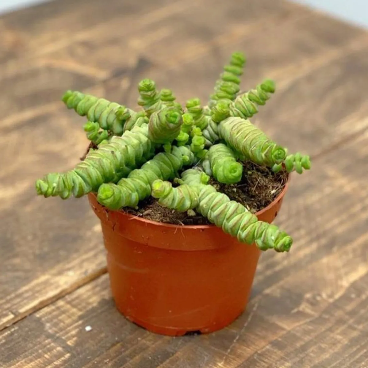 crassula marnieriana “hottentot” - slika 4