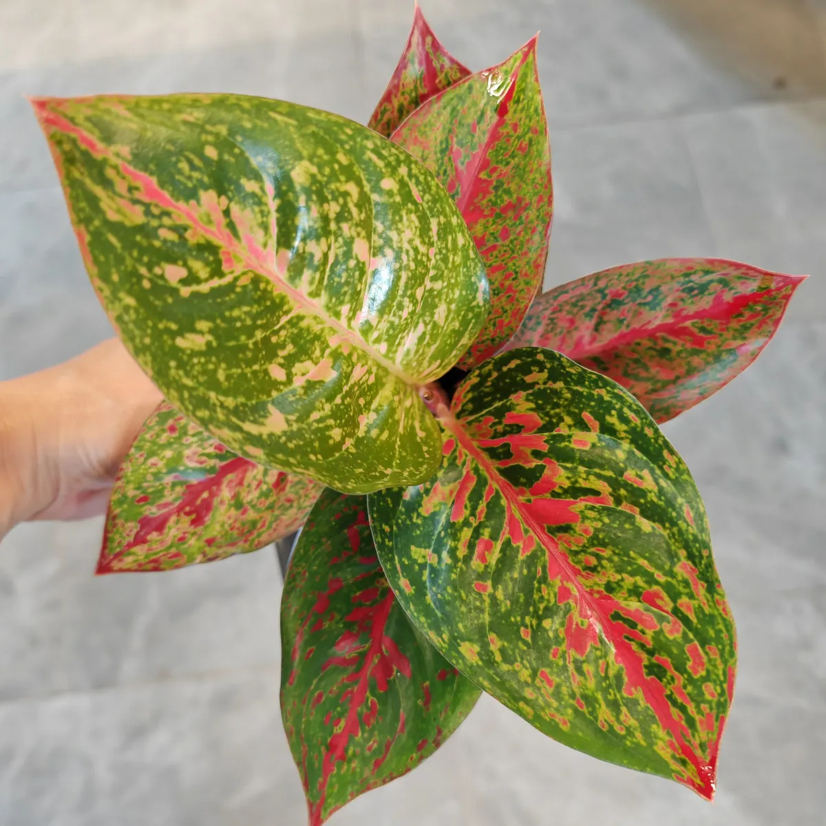 aglaonema ‘red sprinkles’ - slika 7
