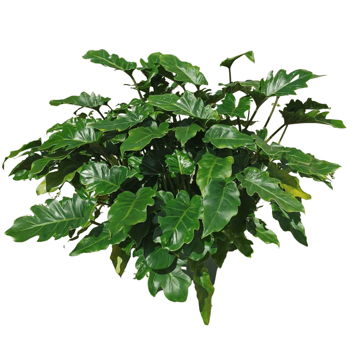philodendron “xanadu” - slika 4