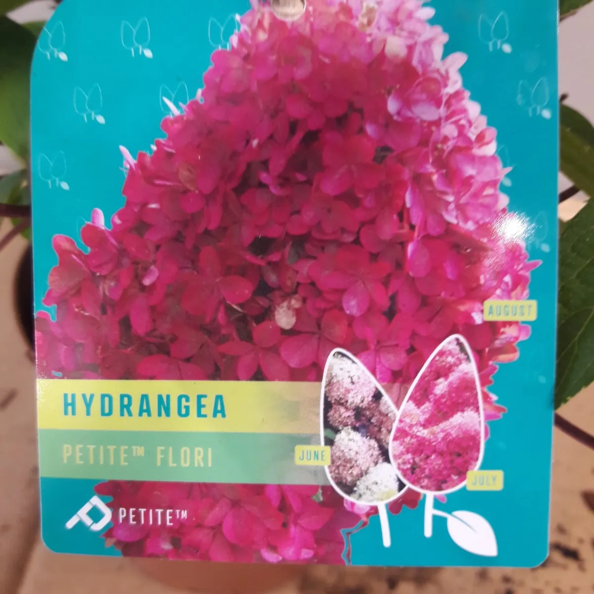 hydrangea p. “petite flori” mini hortenzija - slika 2