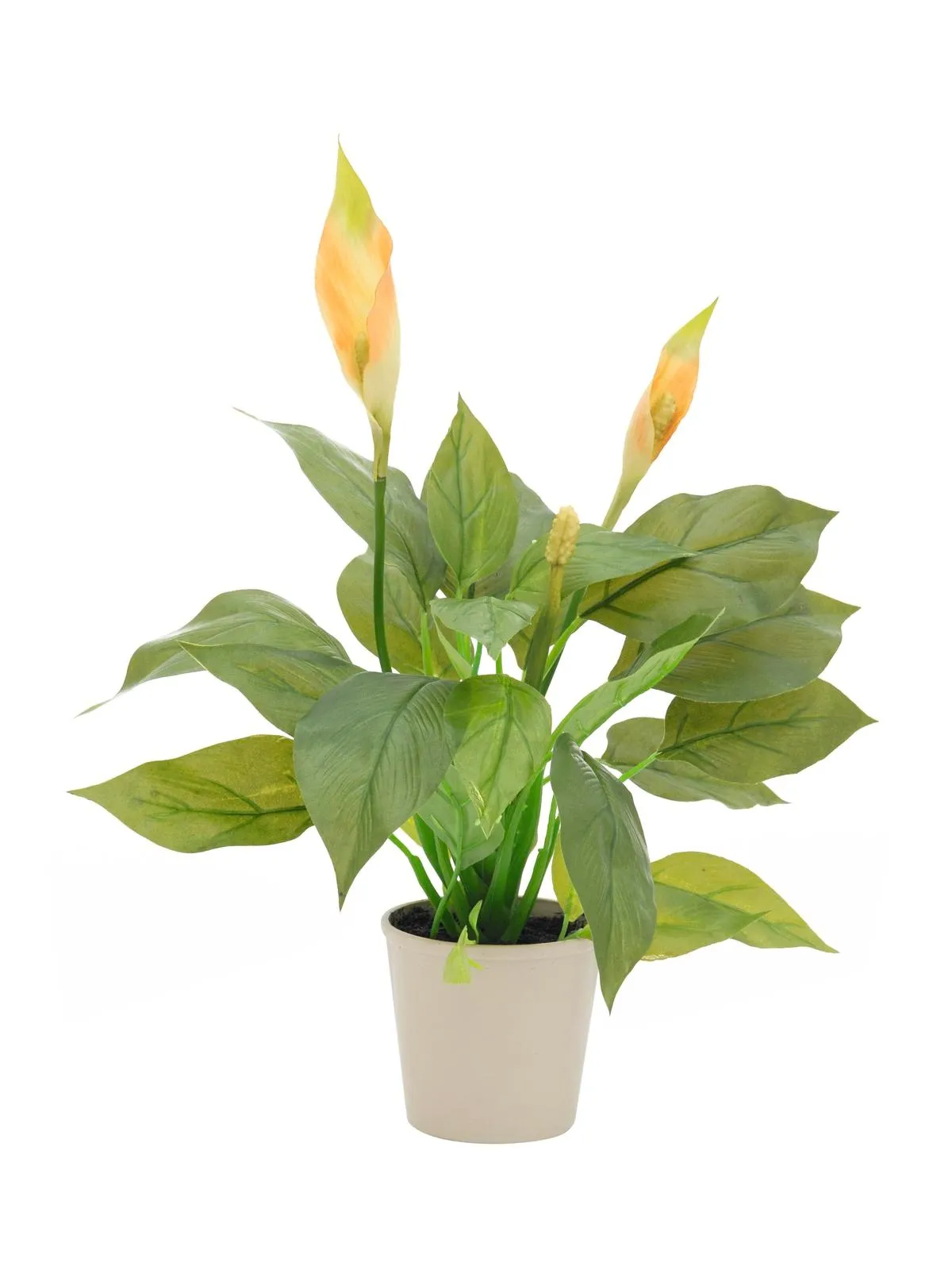 EUROPALMS Spathiphyllum, 50cm - Križevci