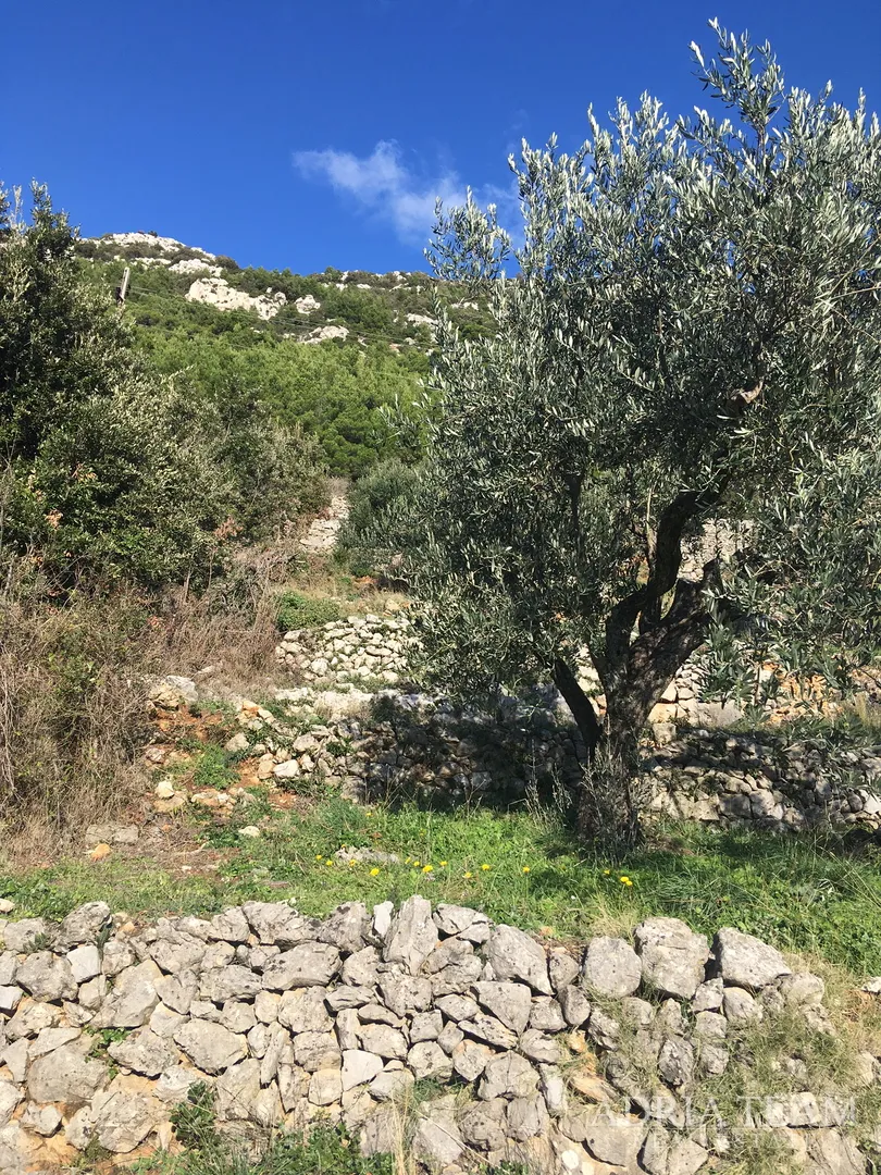 zemljište pravilnog oblika, 850 m od mora, babino polje - mljet - slika 4