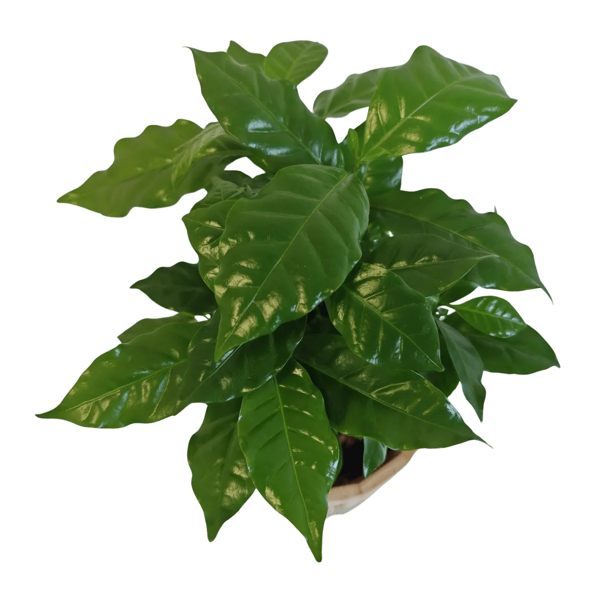 coffee arabica “nana” - slika 3