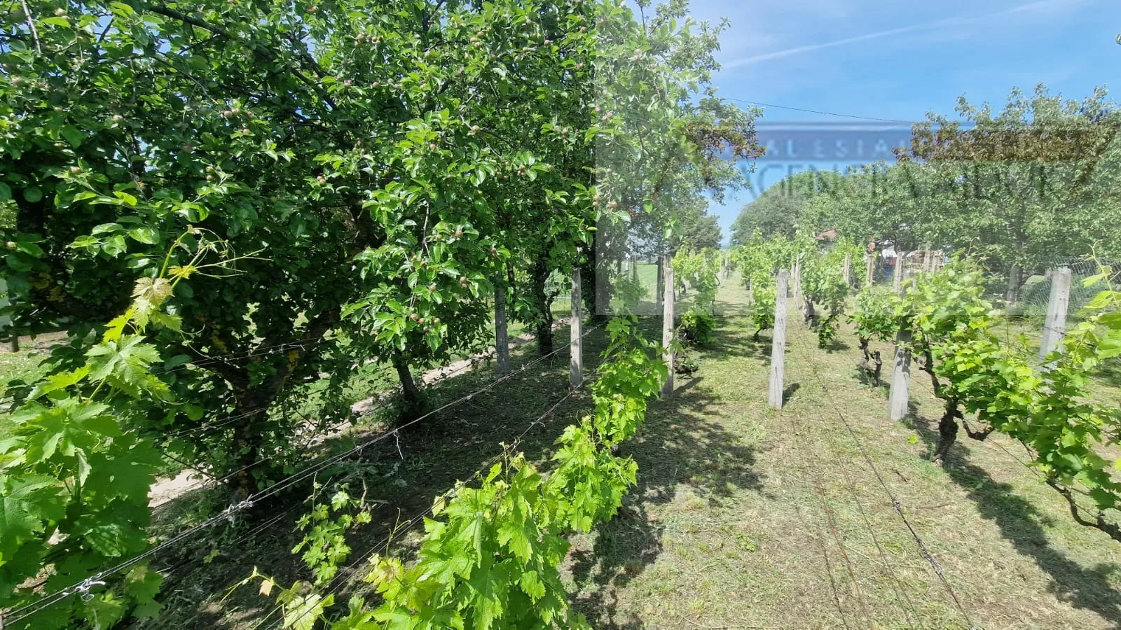 baranja batina vikend kuća 35 m2 legalizirana! - povoljno - slika 5