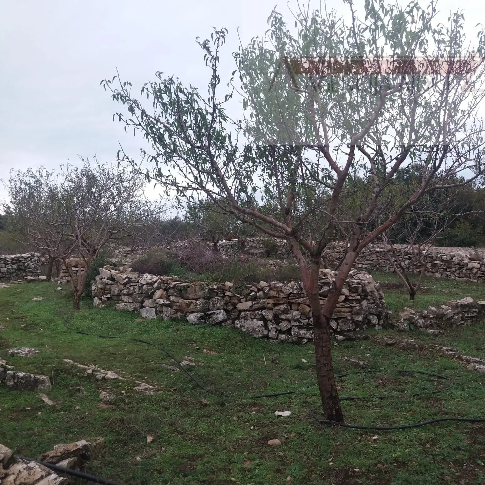 Brač Donji Humac 10630 m2 sa objektom - Donji Humac, Nerežišća