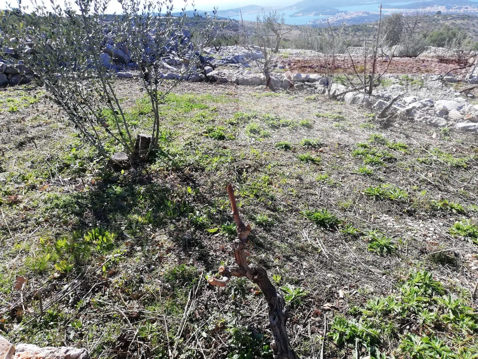 šibenik rogoznica 5636 m2 sa kućicom, pogled na more! - slika 4