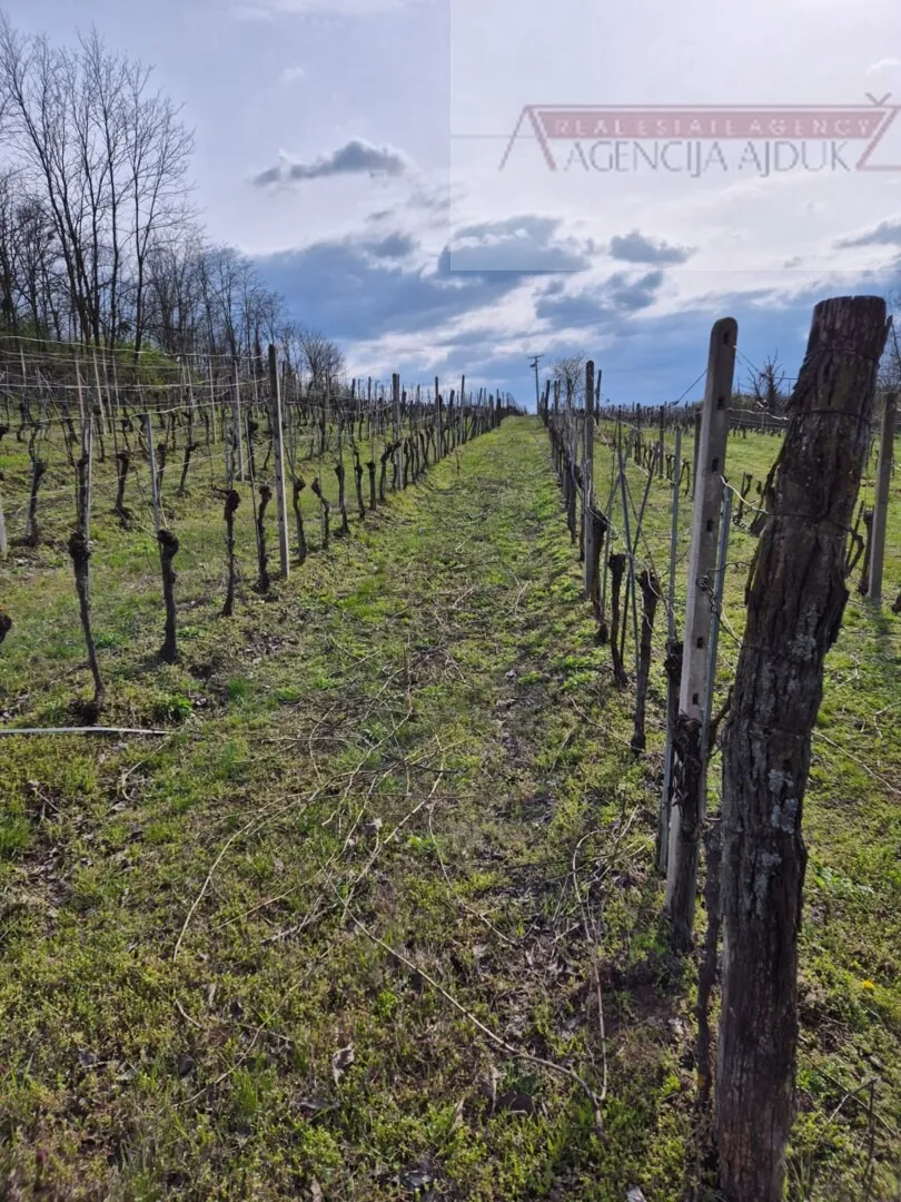 draž obiteljska vinarija sa stambenim dijelom 766 m2 na 1,7ha - slika 14